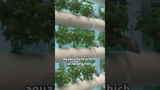 Let the FISH do your Gardening while you Relax Aquaponics Explained [upl. by Shiroma]