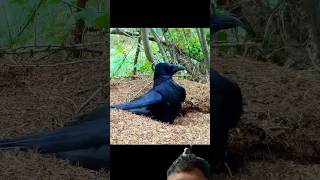 Crows Let Ants ATTACK Them But What’s the REAL Reason animalfacts crow ants wildanimals shorts [upl. by Notlaw]