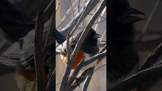 Learn the Spotted Towhee Calls [upl. by Bergren933]