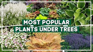 Top 15 Most Popular Plants for Planting Under Trees 🍃 🌳  PlantDo Home amp Garden [upl. by Hakeem606]