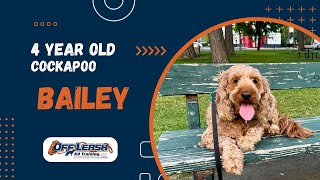 Cockapoo 45 yo “Bailey”  Amazing Cockapoo Training Spokane WA [upl. by Athal]