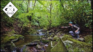 Fly Fishing for Brook Trout in an Unnamed Stream Deep in the Blue Ridge Mountains [upl. by Akinahs]