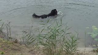 Berner Sennenhund Buddy und Dackel Welpe Daisy [upl. by Auqinal]