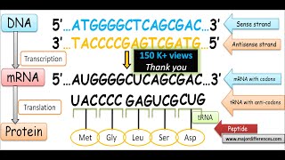 Difference between Sense Strand and Antisense Strand of DNA  Coding Strand vs Non coding Strand [upl. by Hermy]