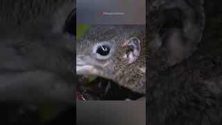 Tree shrew and pitcher plant facts sciencefacts science [upl. by Ateval875]