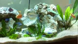 Filhotes de Socolofi  Socolofi Puppies  Cichlid [upl. by Ynos]