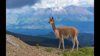 Vicuñas [upl. by Reeher]