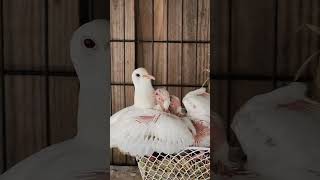 Ringneck dove feeding her babys relaxing birds dove [upl. by Hull187]