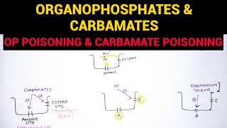 Autonomic Pharmacology  7  Organophosphates amp Carbamate Poisoning  EOMS [upl. by Elleinet241]