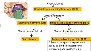 Hormonal Regulation of the Male Reproductive System [upl. by Figge860]