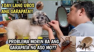 Pinaka Mabisang Pamatay Ng Garapata Ng ASOTICK AND FLEA TREATMENT [upl. by Ashleigh]