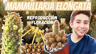 Mammillaria ElongataCUIDADOS amp REPRODUCCIÓNTodo lo que debes saberDedo de DamaBiznaga Elongada [upl. by Niroc]