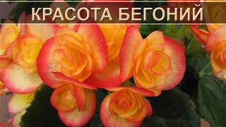 Красота бегонии названия видов  Names of varieties of tuberous begonias [upl. by Stutman]