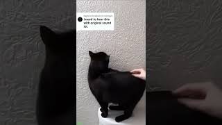 Funny Cats 2025 😸 funny cats fighting 😹 FunnyCats Ep 3341 [upl. by Raina]