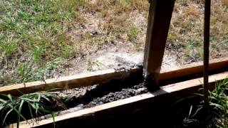 Diatomaceous Earth vs Ants [upl. by Dias599]