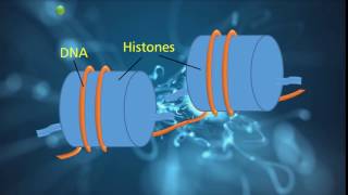 Epigenetic Marks [upl. by Seto]