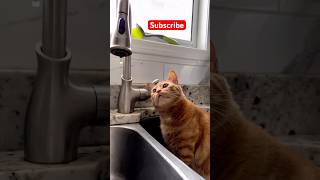 Orange cat observing like hes Newton😹😹 orangecat shotfeed viralshort [upl. by Tomkins]