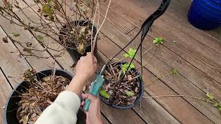 Fuchsia Pruning [upl. by Knick]