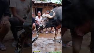 buffalo protects children from python youtubeshorts [upl. by Aletsirc]