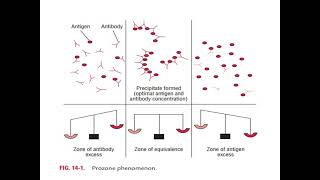 ANTIGENANTIBODY REACTION [upl. by Ezzo]