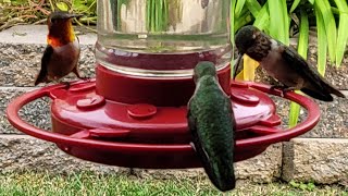 🥂LIVE🥂 Happy Hummingbird Hour🐦😊 birdslover birdwatching live [upl. by Nylirrej]