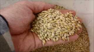 Barley to Beer in 100 seconds [upl. by Olra]