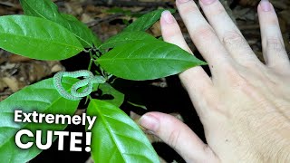 Finding NEWBORN PIT VIPERS [upl. by Jelle]