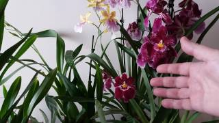 Орхидеи МильтонииМильтониопсисы илиРазличия и уходMILTONIA ORCHIDS [upl. by Negrom271]