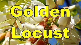 Golden Locust  Frisia Robinia pseudoacacia Video HD 09 [upl. by Gniw]