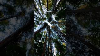 Towering Giants of Redwood Park Surrey’s Unique Tree Canopy 🌲✨ RedwoodPark SurreyBC Canada [upl. by Cochard]