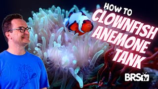 Bring the Reef Home With a Clownfish amp Bubble Tip Anemone Aquarium [upl. by Lefkowitz594]