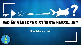 VAD ÄR VÄRLDENS STÖRSTA HAVSDJUR [upl. by Sisson938]