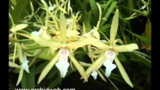 OrchidWeb  Miltonia flavescens [upl. by Frerichs]