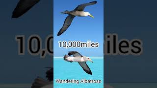 Wandering Albatross cool wild Facts shorts [upl. by Mot]