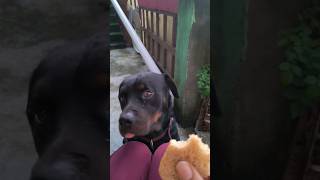 Bruster the rottweiler gives smirk😏 rottweiler bruster dog dont miss end smirk funny bite [upl. by Sonnnie]