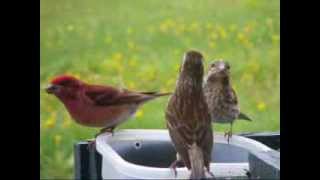 Quelques beaux oiseaux en vidéos aux mangeoires à SaintFabiendePanet Québec mai 2009 [upl. by Ahsyen]