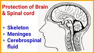 Different ways to protect Brain amp Spinal cord  CNS protection CNSprotection skull meninges [upl. by Hastings]