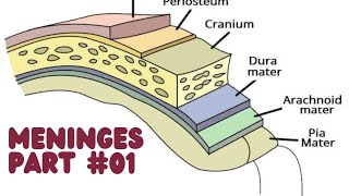 Meninges of the Brain  Brain CoveringsPart01 neuro neurology neuroscience [upl. by Wight]