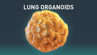 Lung Organoids  Science Animation  Medical Animation [upl. by Aitnahc]