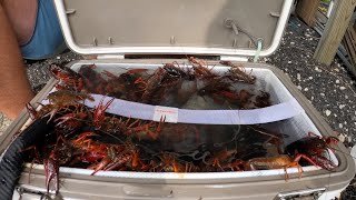 Catching CRAWFISH on the side of a PUBLIC HIGHWAY with our NEW TRAPS CATCH amp COOK [upl. by Thorpe]