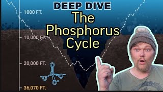 DEEP DIVE The Phosphorus Cycle In Freshwater Aquariums amp Ecosystems Phosphates Plants amp Algae [upl. by Blinnie]