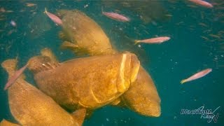 Awesome Goliath Grouper Fishing Video [upl. by Monafo]