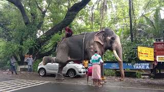 പുതുപ്പള്ളി സാധു മടങ്ങുന്നു puthuppally sadhu elephant [upl. by Mariellen]