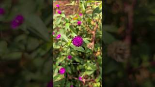 Gomphrena globosacommonly known as globe amaranth gardenflowers vadamalli flower nature shorts [upl. by Aihpledalihp]