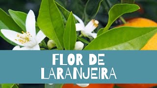 Perfumes com Neroli e Flor de laranjeira 🍊 [upl. by Anahs]