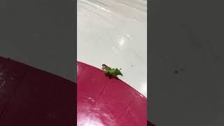 Subhanallah aphids are such fascinating creatures Watch how they move [upl. by Atnaloj252]