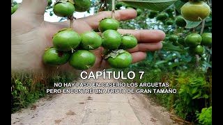 NO HAY PASO EN CASERÍO LOS ARGUETAS PERO ENCONTRÉ UNA FRUTA DE GRAN TAMAÑO 😱​ 🚳​⚠️​ [upl. by Metah606]