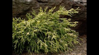 Yellow Leafed Plants [upl. by Hsoj875]