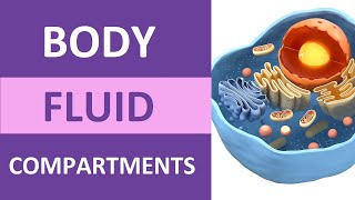 Body Fluid Compartments Intracellular Extracellular Interstitial Plasma Transcellular [upl. by Adivad344]