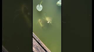 Monster RedTail Catfish Breeding Pond They love Bread shorts fish pets cats [upl. by Acirea]